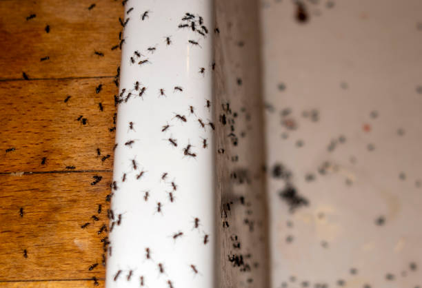 Best Residential Pest Control  in Monroe, GA